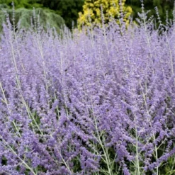 Russian Sage (Perovskia Atriplicifolia) - 1 Gallon Pot -Garden Supplies Sales 2024 perovskia atriplicifolia russian sage 3