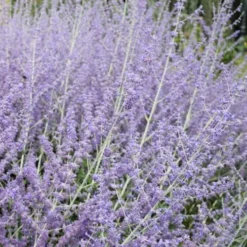 Russian Sage (Perovskia Atriplicifolia) - 1 Gallon Pot