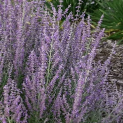 Sage Advice Russian Sage - 1 Gallon -Garden Supplies Sales 2024 perovskiaatriplicifolia sage advice russian sage 2