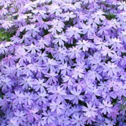 Blue Creeping Phlox - 6 Pack Of 1 Gallon Pots -Garden Supplies Sales 2024 phlox subulata blue creeping 1