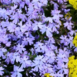 Blue Creeping Phlox - 6 Pack Of 1 Gallon Pots -Garden Supplies Sales 2024 phlox subulata blue creeping 2