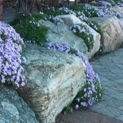 Blue Creeping Phlox - 18 Pack Of Pint Pots -Garden Supplies Sales 2024 phlox subulata blue creeping 4 1