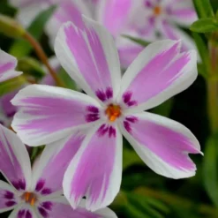 Candy Stripe Creeping Phlox - 1 Gallon Pot 9 Candy Stripe Creeping Phlox - 1 Gallon Pot -Garden Supplies Sales 2024 phlox subulata candy stripe creeping 21 1