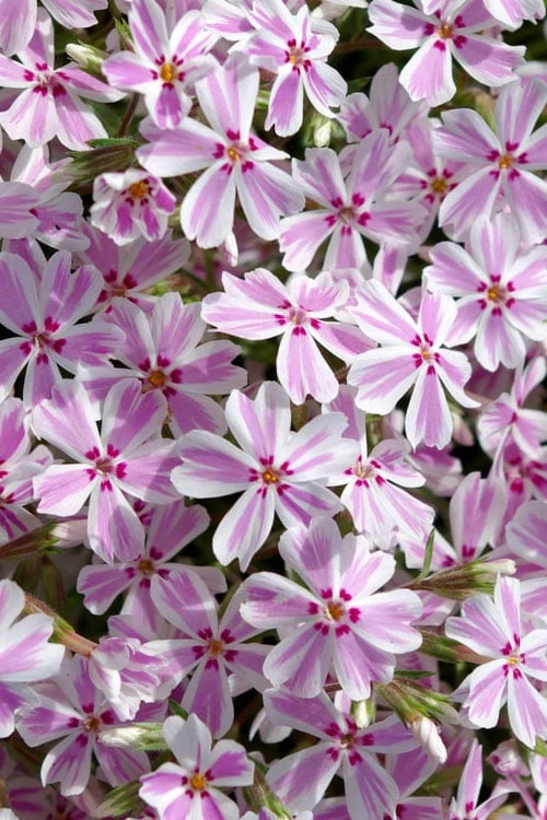 Candy Stripe Creeping Phlox - 1 Gallon Pot 5 Candy Stripe Creeping Phlox - 1 Gallon Pot - Image 5