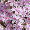 Candy Stripe Creeping Phlox - 5 Pack Of Quart Pots