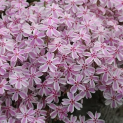 Candy Stripe Creeping Phlox - 1 Gallon Pot 11 Candy Stripe Creeping Phlox - 1 Gallon Pot -Garden Supplies Sales 2024 phlox subulata candy stripe creeping 29 1