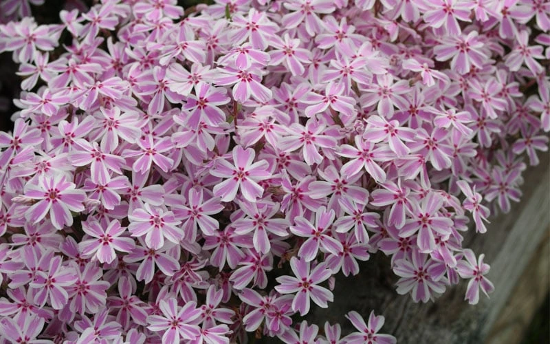 Candy Stripe Creeping Phlox - 1 Gallon Pot 6 Candy Stripe Creeping Phlox - 1 Gallon Pot - Image 6