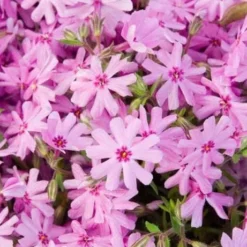 Pink Creeping Phlox - 6 Pack Of 1 Gallon Pots 8 Pink Creeping Phlox - 6 Pack Of 1 Gallon Pots -Garden Supplies Sales 2024 phlox subulata pink creeping 1
