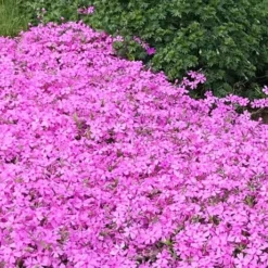 Pink Creeping Phlox - 1 Gallon Pot 9 Pink Creeping Phlox - 1 Gallon Pot -Garden Supplies Sales 2024 phlox subulata pink creeping 2 1