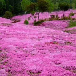 Pink Creeping Phlox - 6 Pack Of Pint Pots -Garden Supplies Sales 2024 phlox subulata pink creeping phlox 100
