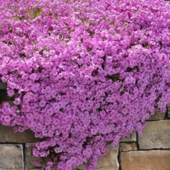 Pink Creeping Phlox - 6 Pack Of Pint Pots
