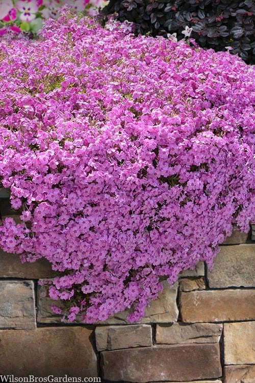 Pink Creeping Phlox - 18 Pack Of Pint Pots 1 Pink Creeping Phlox - 18 Pack Of Pint Pots