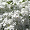 White Creeping Phlox - 6 Pack Of Pint Pots