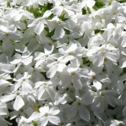 White Creeping Phlox - 1 Gallon Pot