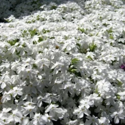 White Creeping Phlox - 1 Gallon Pot 7 White Creeping Phlox - 1 Gallon Pot -Garden Supplies Sales 2024 phlox subulata white 2