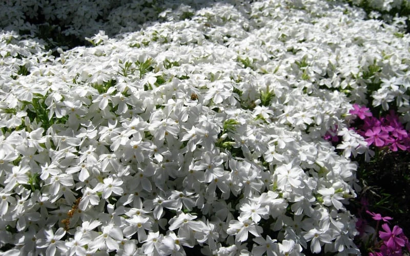White Creeping Phlox - 1 Gallon Pot 4 White Creeping Phlox - 1 Gallon Pot - Image 4