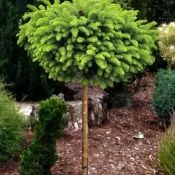 Little Gem Dwarf Norway Spruce Tree (Single Trunk) - 2 Gallon Pot -Garden Supplies Sales 2024 picea abies little gem dwarf norway spruce tree 1
