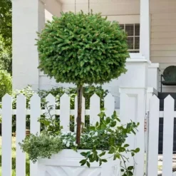 Little Gem Dwarf Norway Spruce Tree (Single Trunk) - 2 Gallon Pot -Garden Supplies Sales 2024 picea abies little gem dwarf norway spruce tree 5