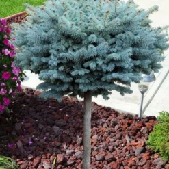 Dwarf Globe Blue Spruce Topiary Tree (Picea Pungens 'Globosa') - 5 Gallon Pot -Garden Supplies Sales 2024 picea pungens glauca globosa dwarf globe colorado blue spruce topiary tree 2