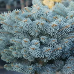 Dwarf Globe Blue Spruce Topiary Tree (Picea Pungens 'Globosa') - 5 Gallon Pot -Garden Supplies Sales 2024 picea pungens globosa dwarf globe blue spruce 2
