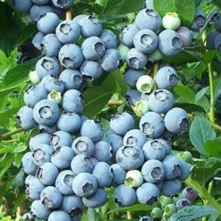 Brightwell Rabbiteye Blueberry - 6 Pack Of 1 Gallon Pots -Garden Supplies Sales 2024 picture 6424 brightwell rabbiteye blueberry