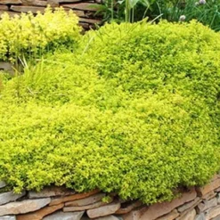 Archers Gold Lemon Thyme - Thymus Citriodorus - 10 Pack Of Pint Pots -Garden Supplies Sales 2024 picture 8232 archers gold thyme 1