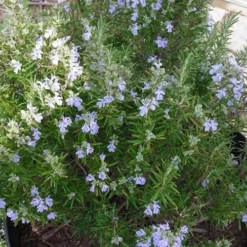 Tuscan Blue Rosemary - 1 Gallon Pot 9 Tuscan Blue Rosemary - 1 Gallon Pot -Garden Supplies Sales 2024 picture 8376 tuscan blue rosemary