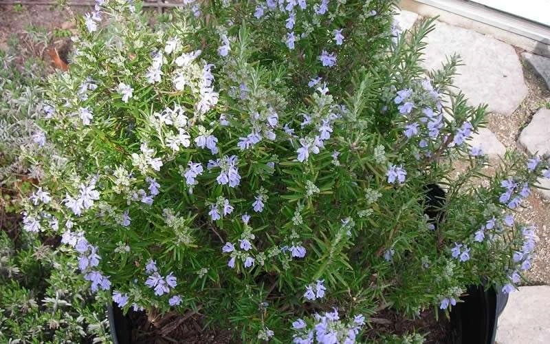 Tuscan Blue Rosemary - 1 Gallon Pot 5 Tuscan Blue Rosemary - 1 Gallon Pot - Image 5