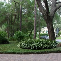 Asian Jasmine (Trachelospermum Asiaticum) - 72 Pack Of 3.5" Pint Pots -Garden Supplies Sales 2024 picture asian jasmine 8