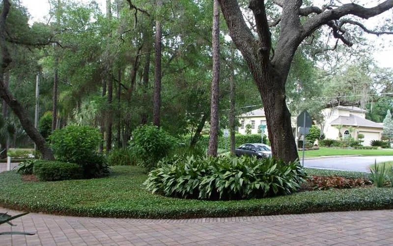 Asian Jasmine - Asiatic Jasmine - 18 Count Flat Of Pint Pots 4 Asian Jasmine - Asiatic Jasmine - 18 Count Flat Of Pint Pots - Image 4