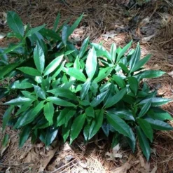 Dwarf Green Aucuba - Japanese Laurel - 1 Gallon Pot -Garden Supplies Sales 2024 picture aucuba dwarf green shrub