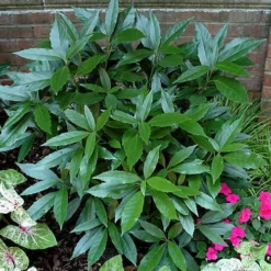 Sawtoothed Aucuba Serratifolia - 6 Pack Of 1 Gallon Pots -Garden Supplies Sales 2024 picture aucuba sawtoothed