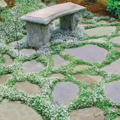 Blue Star Creeper (Laurentia Fluviatilis) - 10 Pack Of Pint Pots -Garden Supplies Sales 2024 picture ble star creeper 6 4