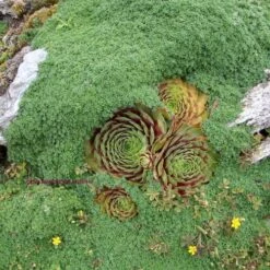 Elfin Creeping Thyme (Thymus Serpyllum 'Elfin') - 5 Pack Of Pint Pots -Garden Supplies Sales 2024 picture creeping thyme elfin 4 1