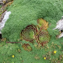 Elfin Creeping Thyme - Thymus Serpyllum Elfin - 6 Pack Of 3.5" Pint Pots -Garden Supplies Sales 2024 picture creeping thyme elfin 4 2