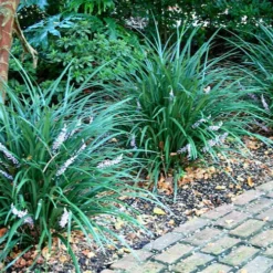 Emerald Goddess Liriope (Lilyturf) - 6-Pack Of 1 Gallon Pots -Garden Supplies Sales 2024 picture liriope emerald goddess 1