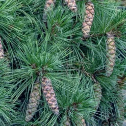 Coney Island White Pine - 2 Gallon Pot 7 Coney Island White Pine - 2 Gallon Pot -Garden Supplies Sales 2024 pinus strobus coney island white pine 11