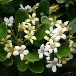 Green Pittosporum (Japanese Mock Orange) - 3 Gallon Pot -Garden Supplies Sales 2024 pittosporum20green203