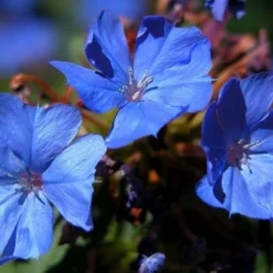 Hardy Blue Plumbago (Ceratostigma Plumbaginoides) - 1 Gallon Pot -Garden Supplies Sales 2024 plumbago hardy blue perennial 3
