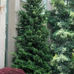 Podocarpus Macrophyllus Upright Yew - 7 Gallon Pot (4-5')