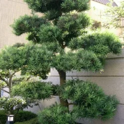 Podocarpus Macrophyllus Upright Yew - 7 Gallon Pot (4-5') -Garden Supplies Sales 2024 podocarpus macrophyllus upright yew 102