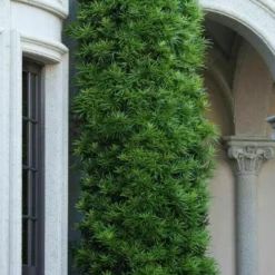 Podocarpus Macrophyllus Upright Yew - 7 Gallon Pot (4-5') -Garden Supplies Sales 2024 podocarpus macrophyllus upright yew 104