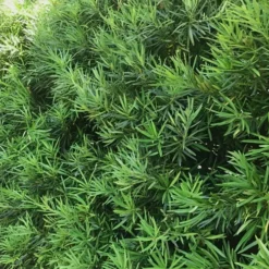 Podocarpus Macrophyllus Upright Yew - 7 Gallon Pot (4-5') -Garden Supplies Sales 2024 podocarpus macrophyllus upright yew 105