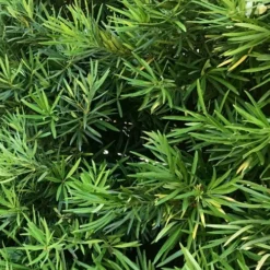 Podocarpus Macrophyllus Upright Yew - 7 Gallon Pot (3-4') -Garden Supplies Sales 2024 podocarpus macrophyllus upright yew 106 1