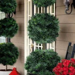 Maki Podocarpus Yew 3-Ball Poodle Tier Topiary - 7 Gallon Pot (4-5')