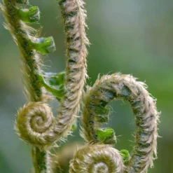 Western Sword Fern (Polystichum Munitum) - 1 Gallon Pot -Garden Supplies Sales 2024 polystichum munitum western sword fern 2