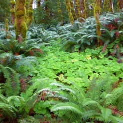 Western Sword Fern (Polystichum Munitum) - 1 Gallon Pot -Garden Supplies Sales 2024 polystichum munitum western sword fern 20