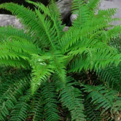 Western Sword Fern (Polystichum Munitum) - 1 Gallon Pot -Garden Supplies Sales 2024 polystichum munitum western sword fern 4