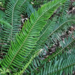 Western Sword Fern (Polystichum Munitum) - 1 Gallon Pot -Garden Supplies Sales 2024 polystichum munitum western sword fern 5