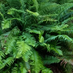 Western Sword Fern (Polystichum Munitum) - 1 Gallon Pot -Garden Supplies Sales 2024 polystichum munitum western sword fern 8